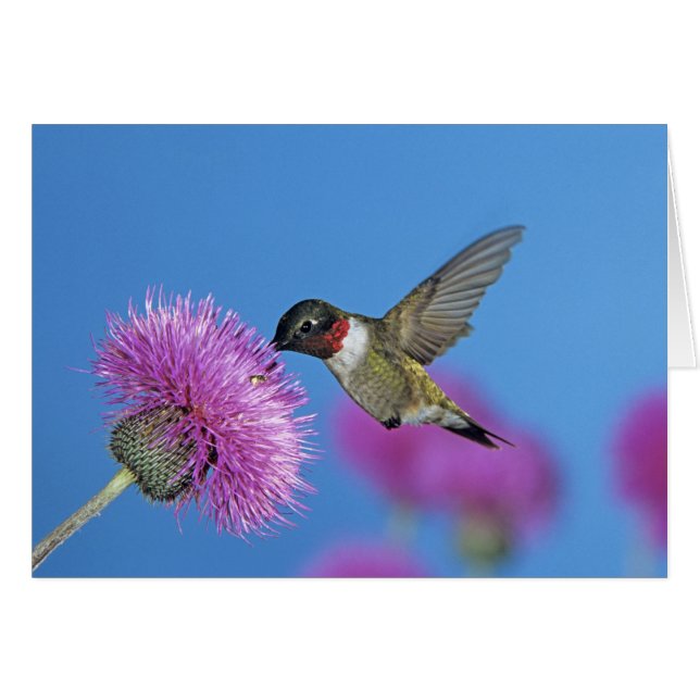 Rubinstrupekolibri Hälsningskort (Framsidan Horizontal)