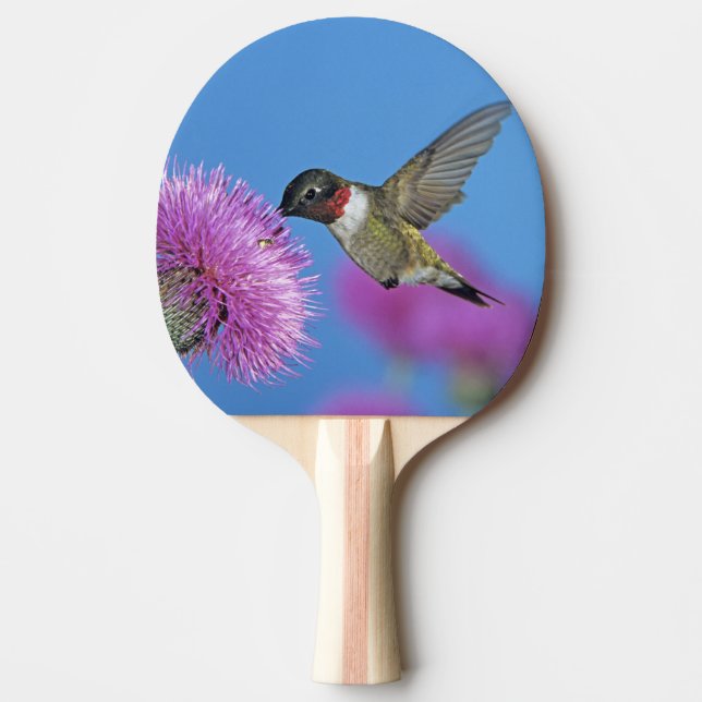 Rubinstrupekolibri Pingisracket (Framsidan)