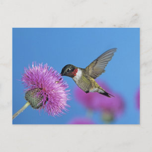 Rubinstrupekolibri Vykort