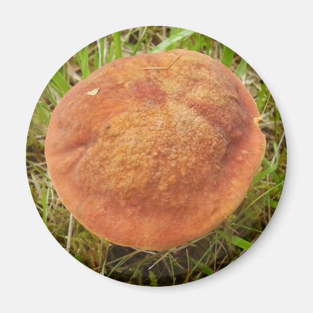 Ruby Bolete Mushroom Magnet (Framsidan)
