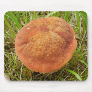 Ruby Bolete Mushroom Musmatta