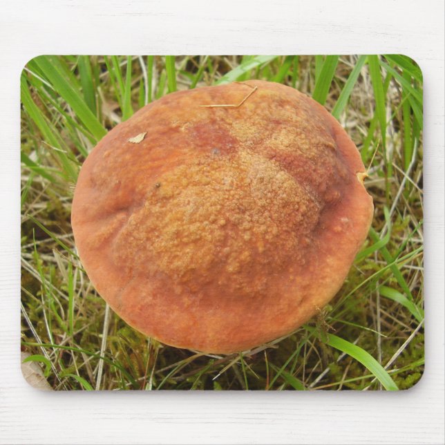 Ruby Bolete Mushroom Musmatta (Framsidan)