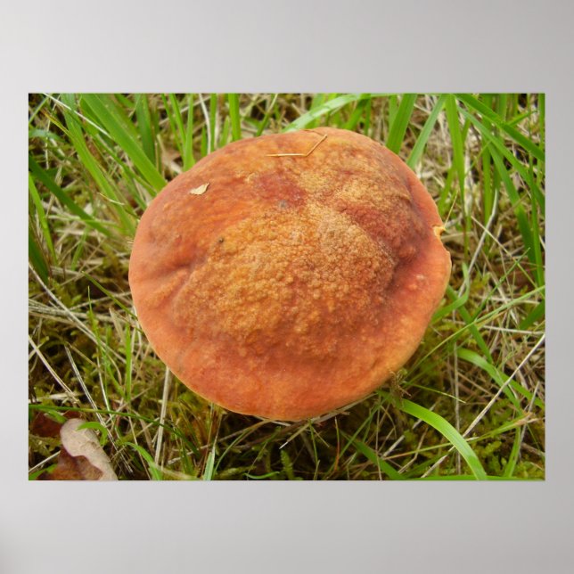 Ruby Bolete Mushroom Poster (Framsidan)