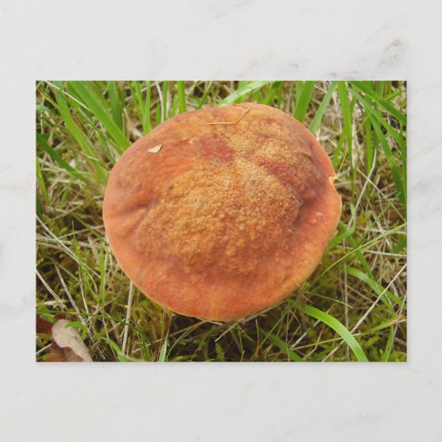 Ruby Bolete Mushroom vykort (Framsida)
