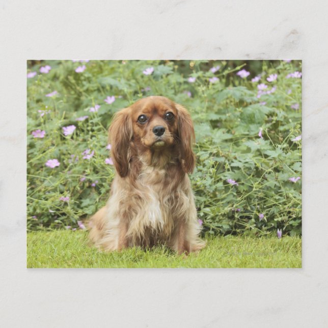 Ruby Cavalier King Charles Spaniel i gräset Vykort (Framsida)