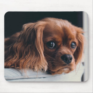 Ruby Cavalier Kung Charles Puppy Hund Musmatta