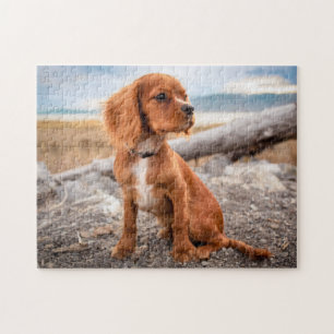 Ruby Cavalier Kung Charles Puppy Hund Pussel