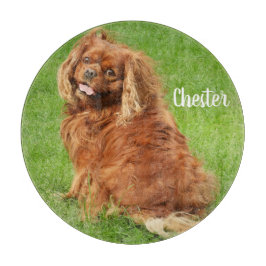 Ruby Cavalier Kung Charles Spain Hund
