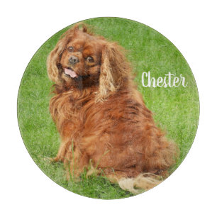 Ruby Cavalier Kung Charles Spain Hund