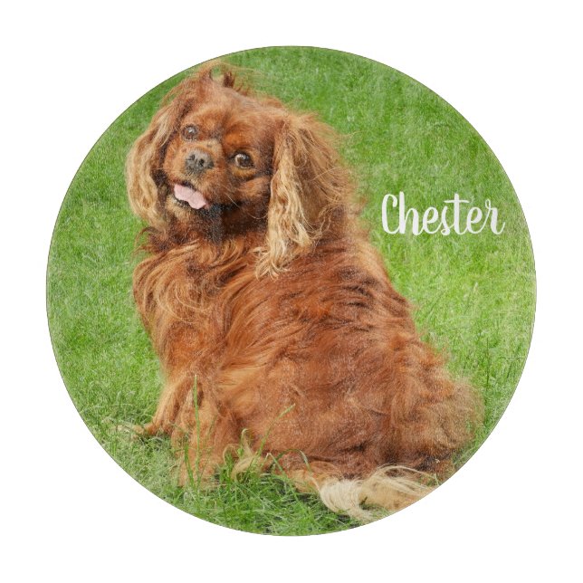 Ruby Cavalier Kung Charles Spain Hund (Framsidan)