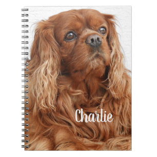 Ruby Cavalier Kung Charles Spain Hund Anteckningsbok