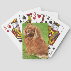 Ruby Cavalier Kung Charles Spain Hund Casinokort