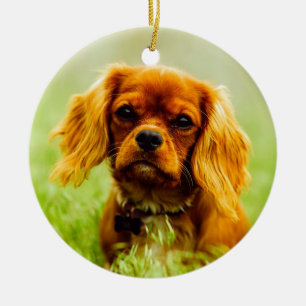 Ruby Cavalier Kung Charles Spain Hund Julgransprydnad Keramik
