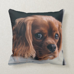 Ruby Cavalier Kung Charles Spain Hund Kudde