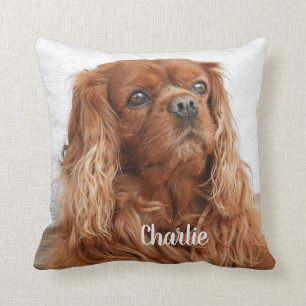 Ruby Cavalier Kung Charles Spain Hund Kudde