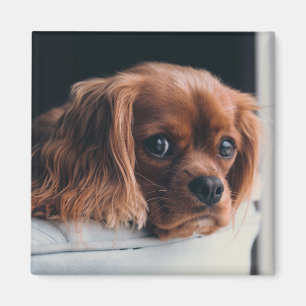 Ruby Cavalier Kung Charles Spain Hund Magnet