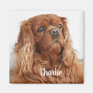 Ruby Cavalier Kung Charles Spain Hund Magnet