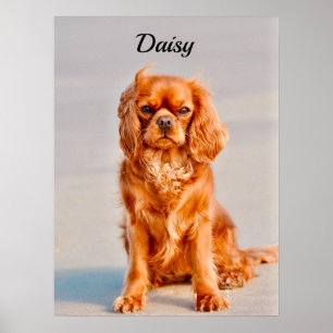 Ruby Cavalier Kung Charles Spain Hund Poster