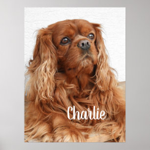 Ruby Cavalier Kung Charles Spain Hund Poster