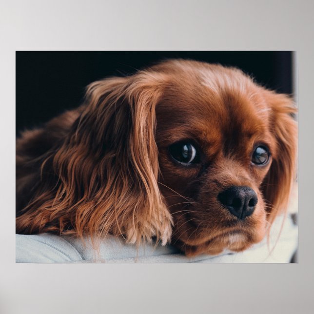 Ruby Cavalier Kung Charles Spain Hund Poster (Framsidan)