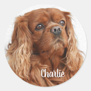Ruby Cavalier Kung Charles Spain Hund Runt Klistermärke