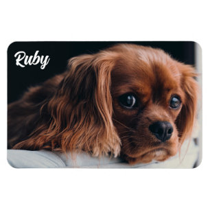 Ruby Cavalier Kung Charles Spain Magnet