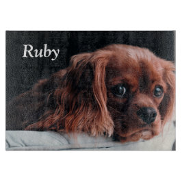 Ruby Cavalier Kung Charles Spain Puppy Hund