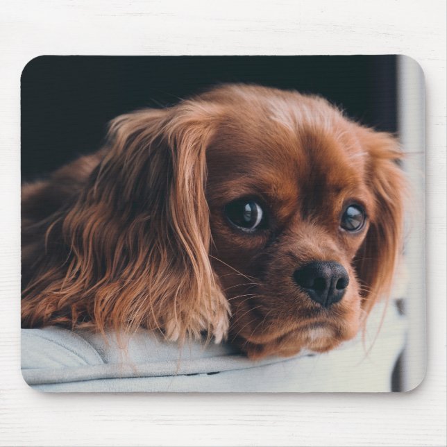 Ruby Cavalier Kung Charles Spain Puppy Hund Musmatta (Framsidan)