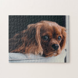 Ruby Cavalier Kung Charles Spain Puppy Hund Pussel