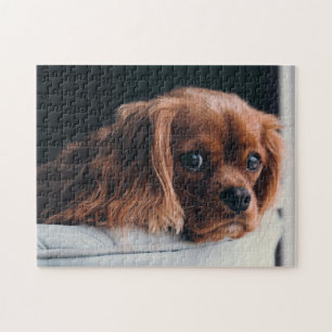 Ruby Cavalier Kung Charles Spain Puppy Hund Pussel