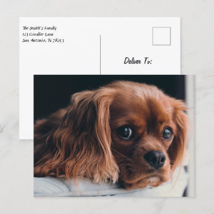 Ruby Cavalier Kung Charles Spain Puppy Hund Vykort