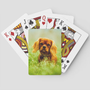 Ruby Cavalier Kung Charles spanjor i gräset Casinokort