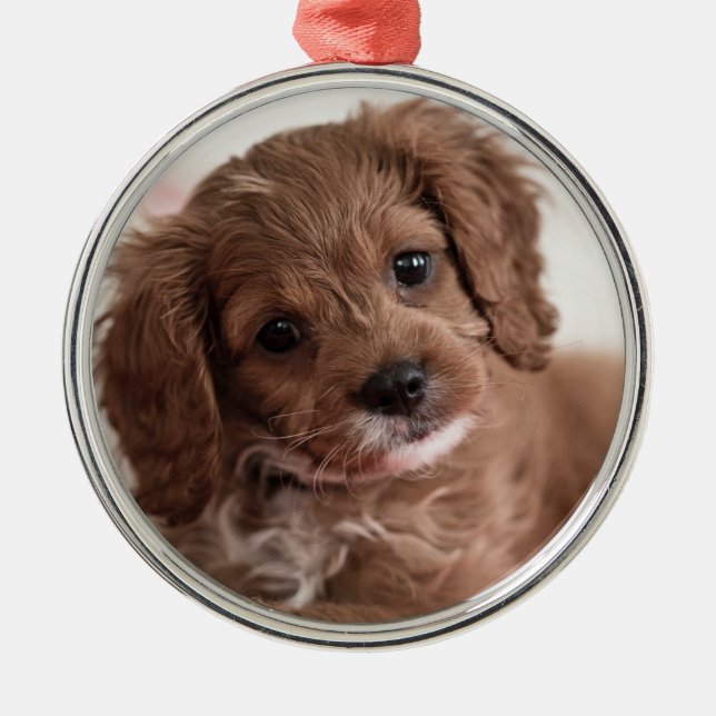 Ruby Cavapoo Puppy Hund Julgransprydnad Metall (Framsidan)
