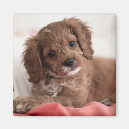 Ruby Cavapoo Puppy Hund Magnet