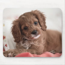Ruby Cavapoo Puppy Hund