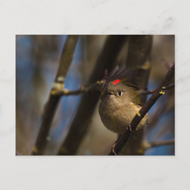 Ruby Crowned Kinglet 01 Vykort (Framsida)