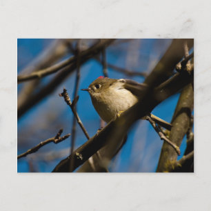 Ruby Crowned Kinglet 02 Vykort