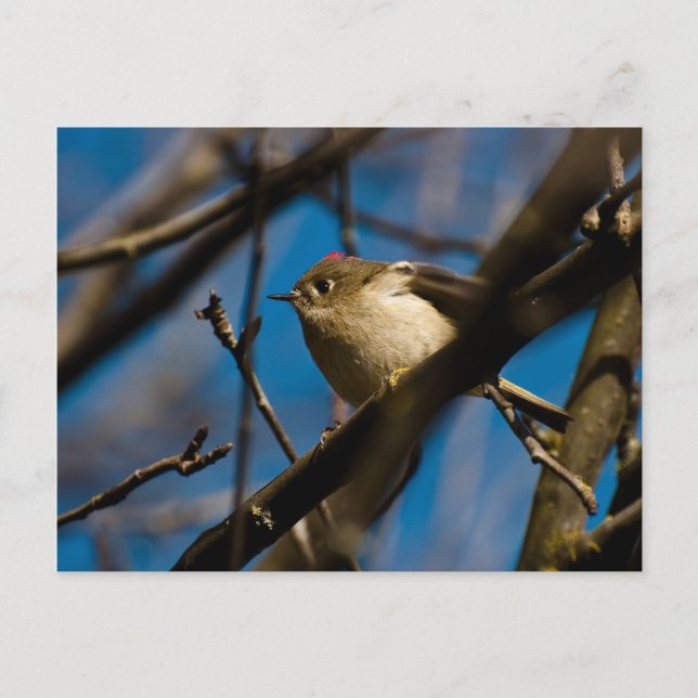 Ruby Crowned Kinglet 02 Vykort (Framsida)