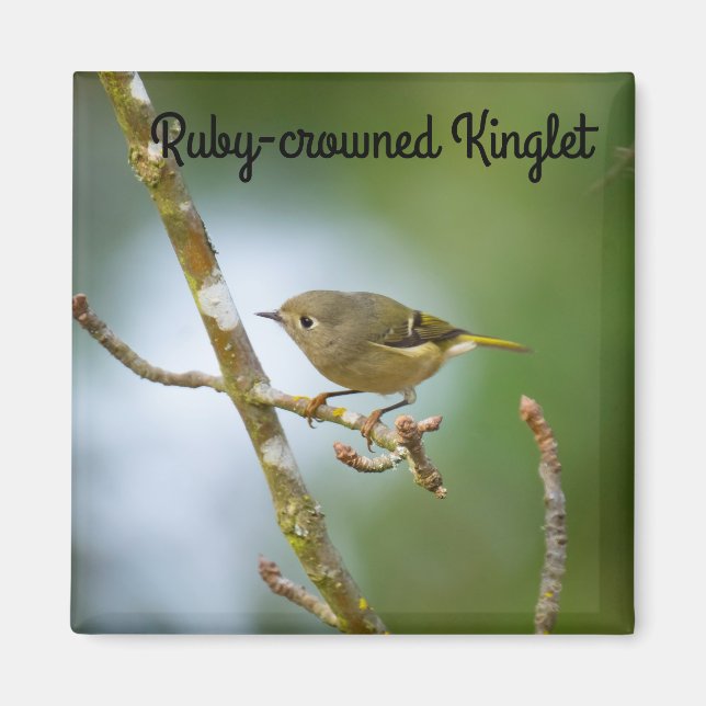 Ruby Crowned Kinglet Magnet (Framsidan)