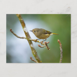 Ruby Crowned Kinglet Vykort