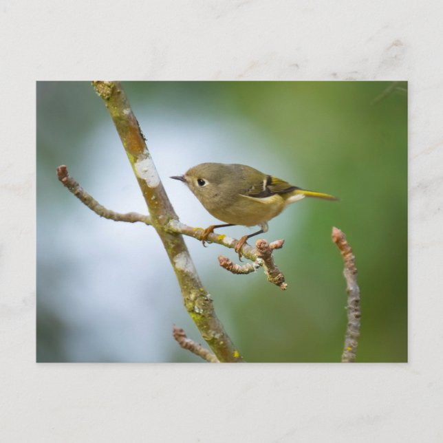 Ruby Crowned Kinglet Vykort (Framsida)