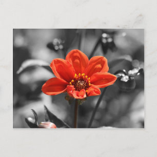 Ruby Flower vycard Vykort