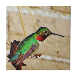 Ruby Grönt hummingbird Kakelplatta