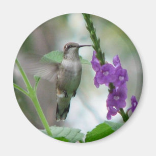 Ruby-hals Vervain magnet