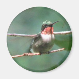 Ruby-halsen fladdrar magneten magnet