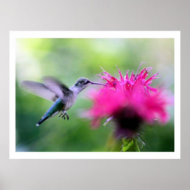 "Ruby" Hummingbird Photography Print Poster (Framsidan)