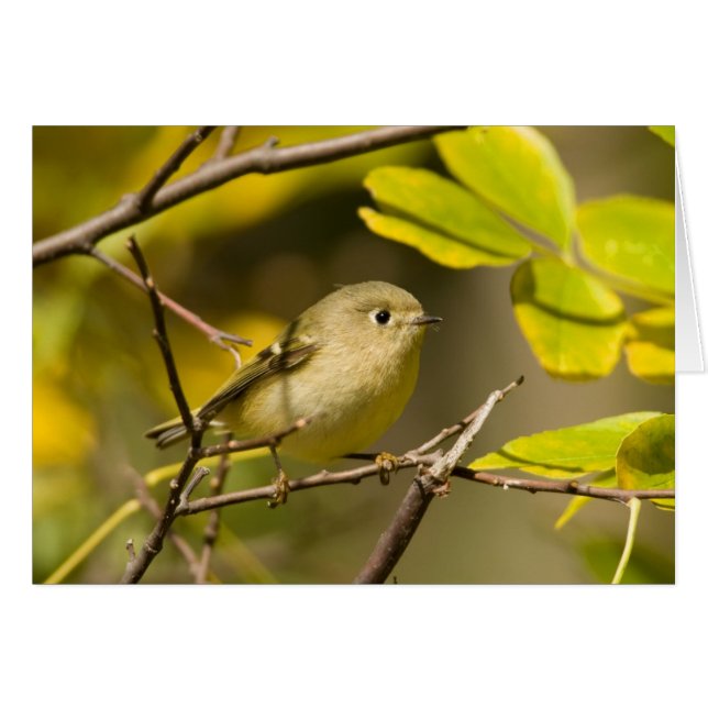 Ruby-kronad Kinglet Hälsningskort (Framsidan Horizontal)