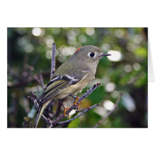 Ruby-krönad Kinglet Hälsningskort