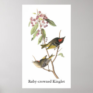Ruby-krönad Kinglet, John Audubon Poster