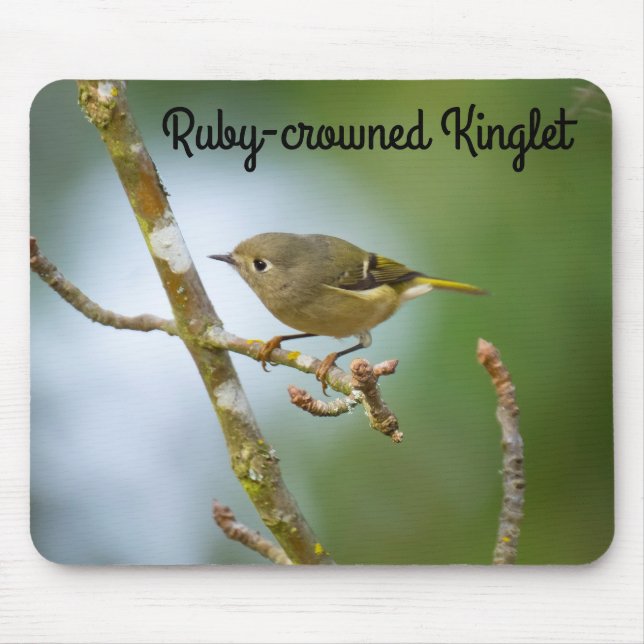 Ruby-kronad Kinglet Musmatta (Framsidan)